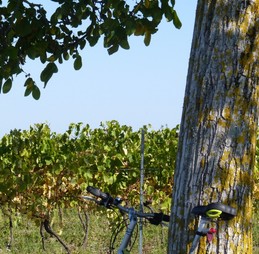 SALIGNAC-SUR-CHARENTE - Vignes © CMT17 C. TRIBALLIER-7
