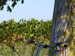 SALIGNAC-SUR-CHARENTE - Vignes © CMT17 C. TRIBALLIER-7