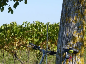 SALIGNAC-SUR-CHARENTE - Vignes © CMT17 C. TRIBALLIER-7