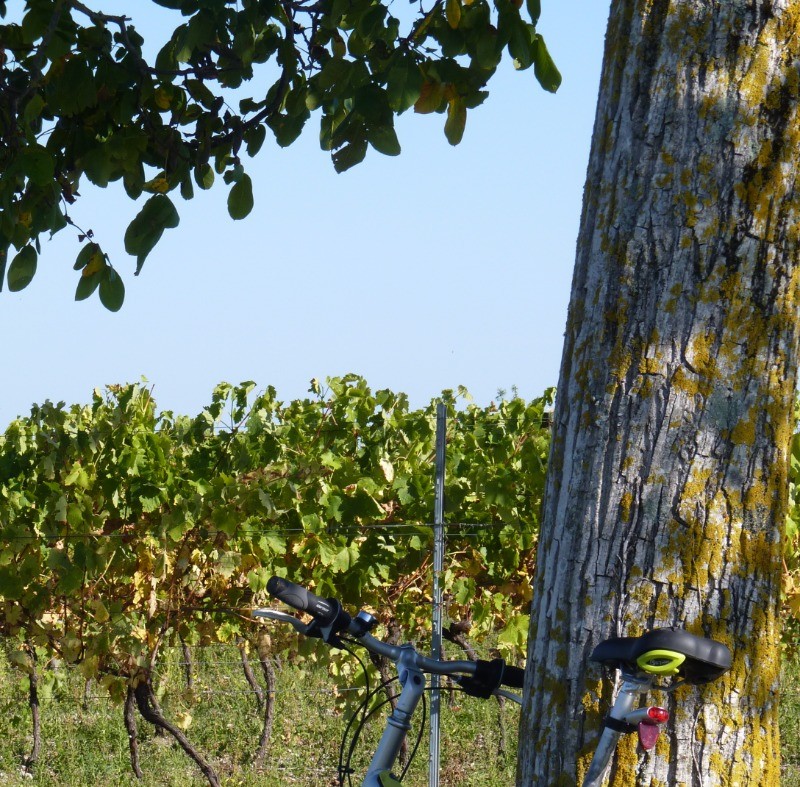 SALIGNAC-SUR-CHARENTE - Vignes © CMT17 C. TRIBALLIER-7