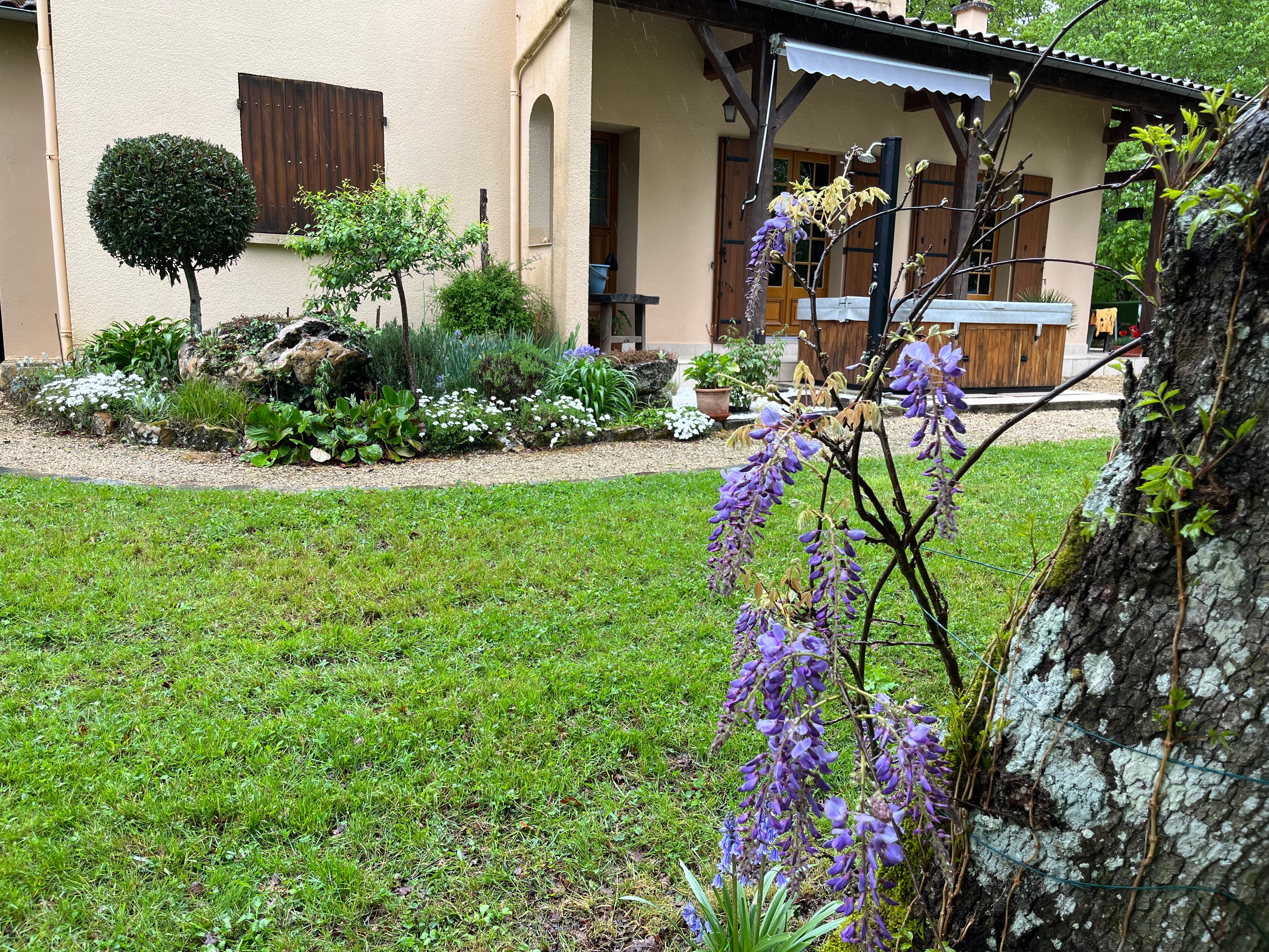 Le printemps dans le parc : glycine