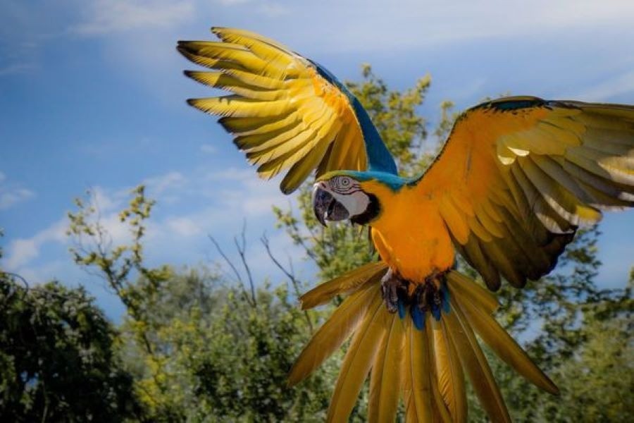 Parc des oiseaux
