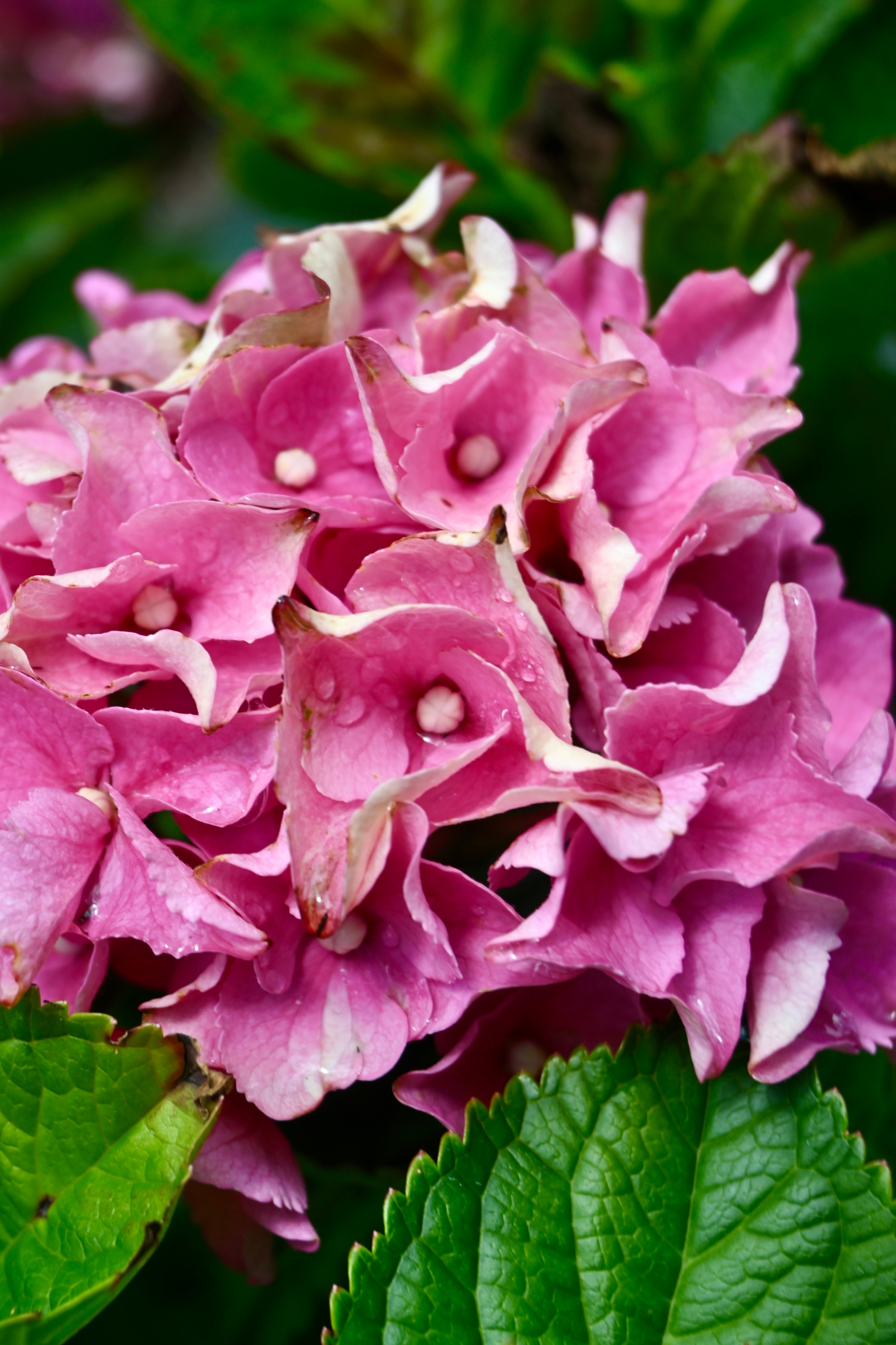 Fleur - Dôme Sweet Dôme