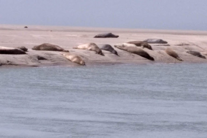 Close to the accommodation is a large colony of seals and sea calves.