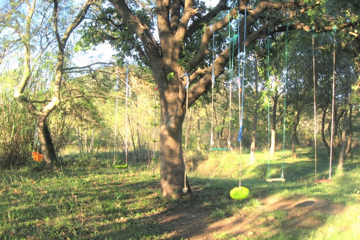 Les balançoires sous le grand chêne