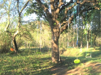 Les balançoires sous le grand chêne