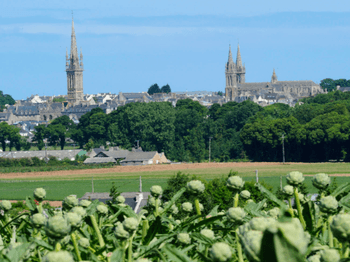Saint pol de Léon - champs d'artichauds