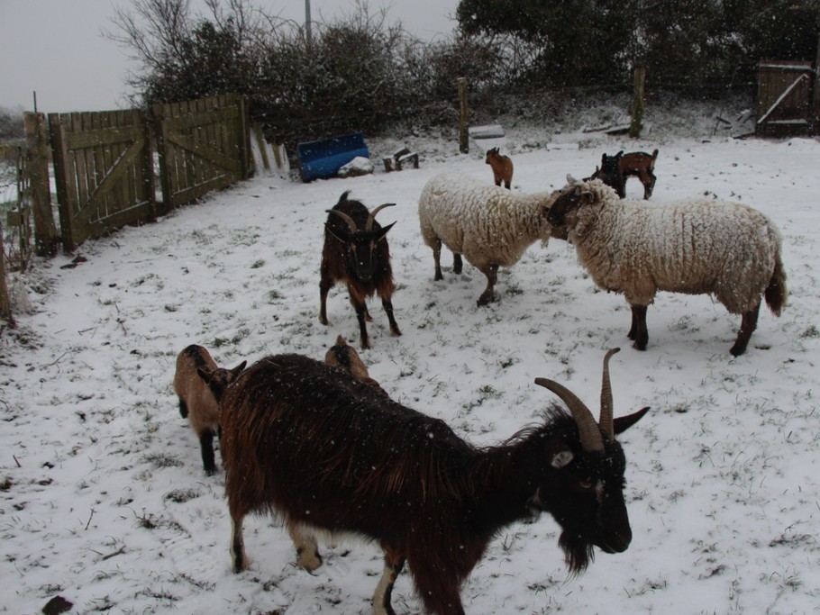 Nos animaux sous la neige (février 2018)