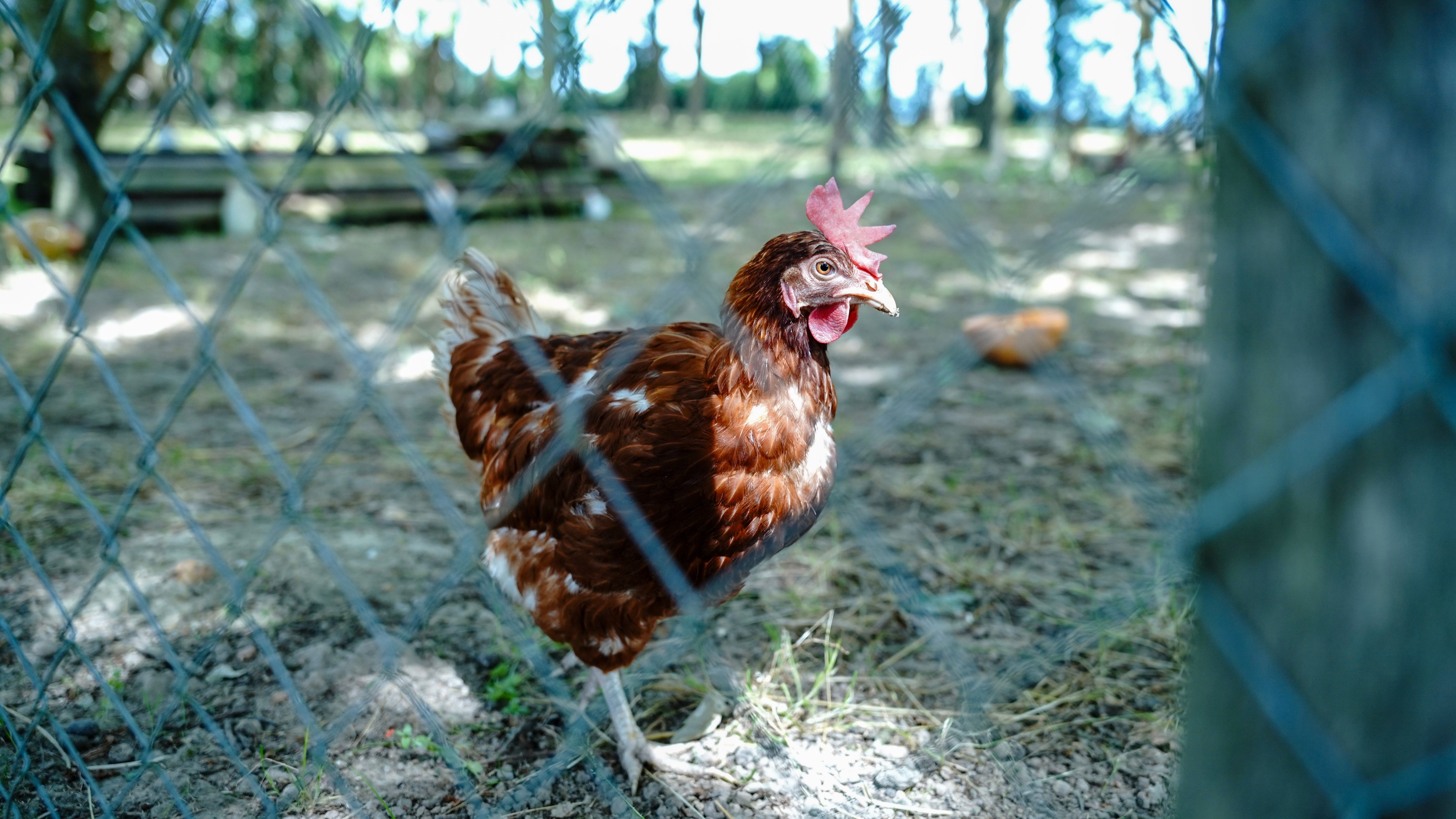 Chicken coop
