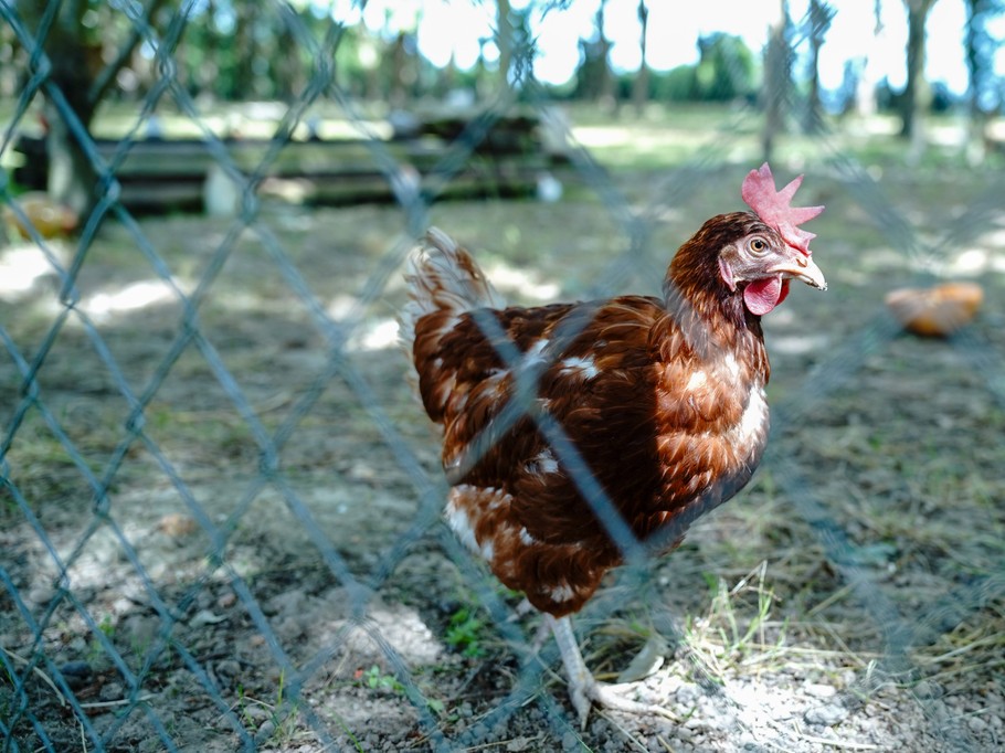 Chicken coop