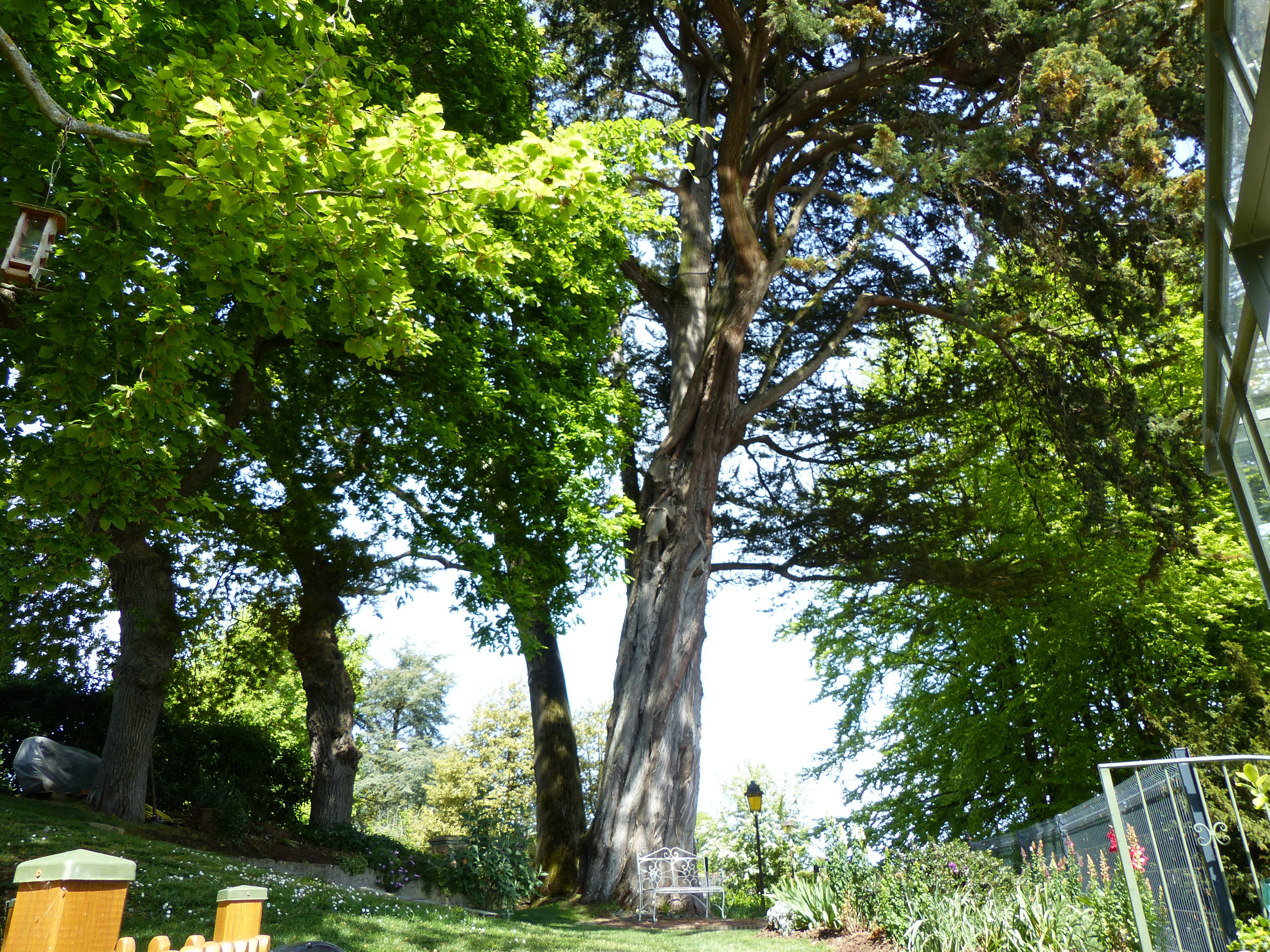 arbres jardin