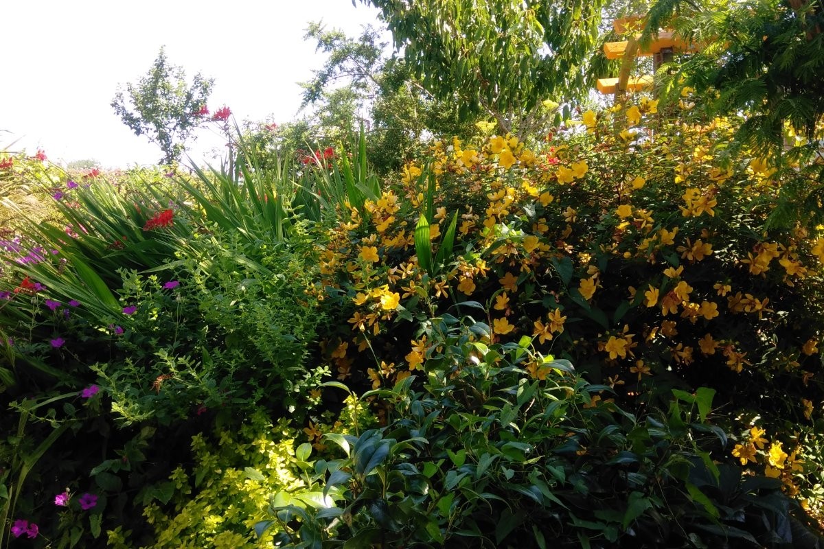 jardin devant la maison