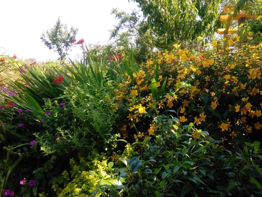 jardin devant la maison