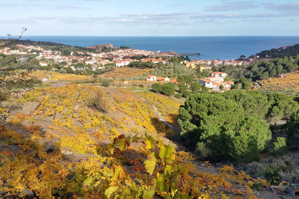 View taken from the vineyards in Autumn