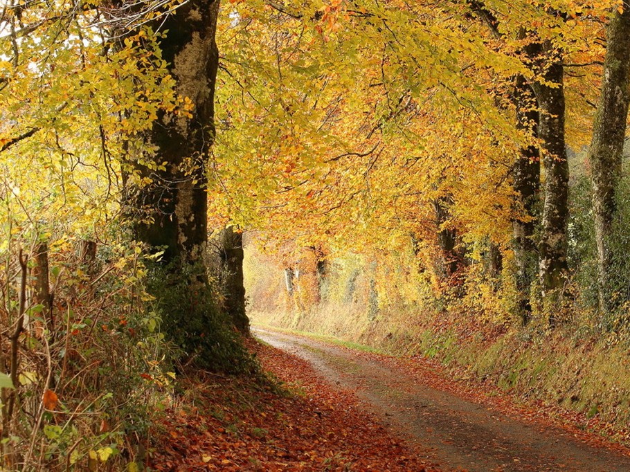 Le chemin de Sagnabous en automne
