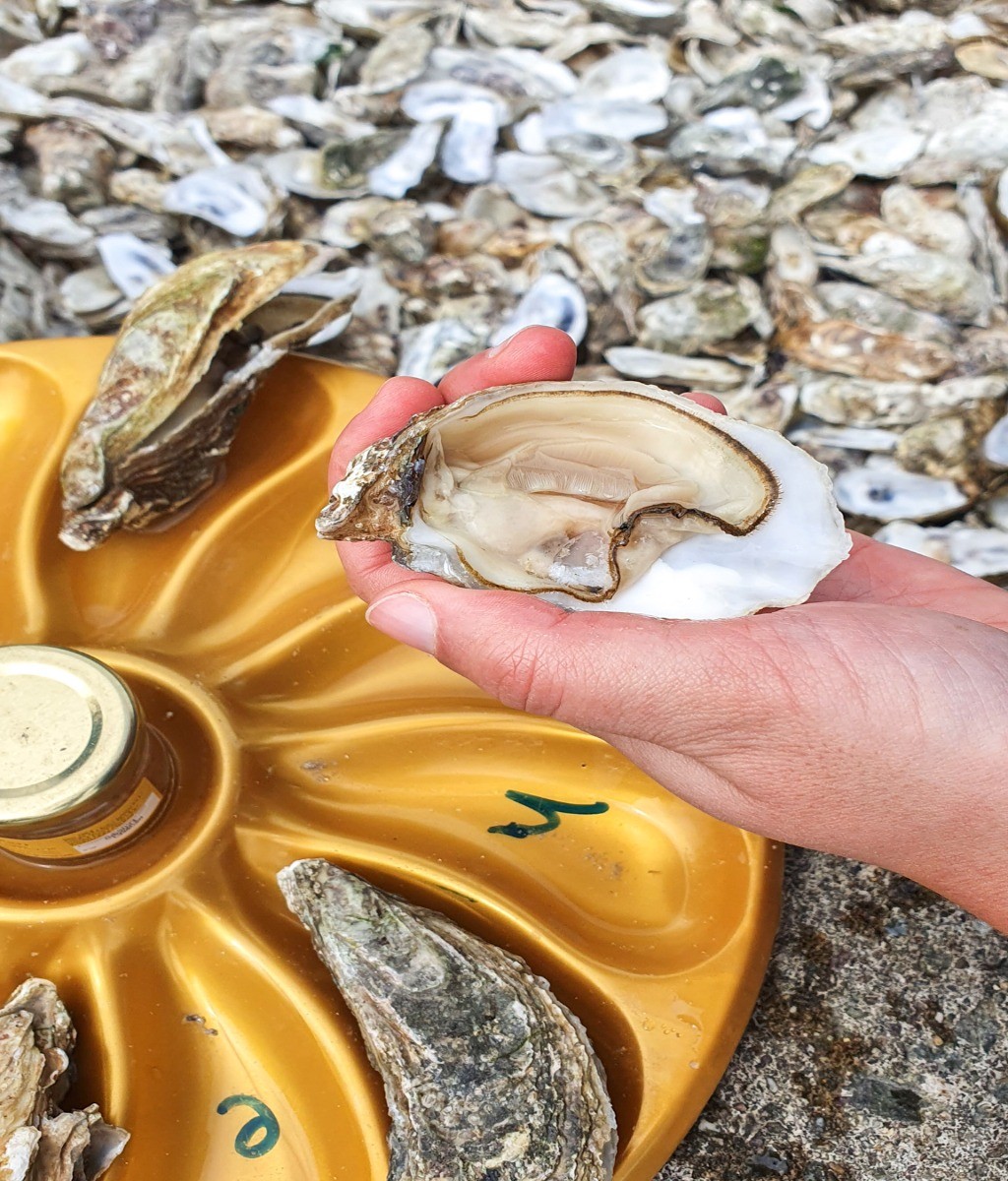 Dégustation au Marché aux huitres sur le Port de la Houle à Cancale