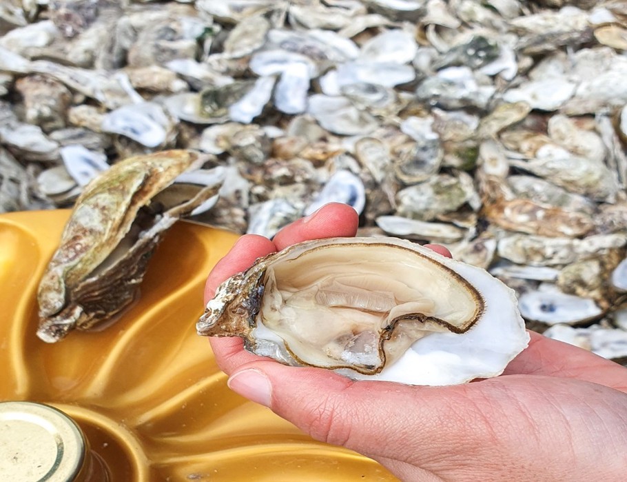 Dégustation au Marché aux huitres sur le Port de la Houle à Cancale