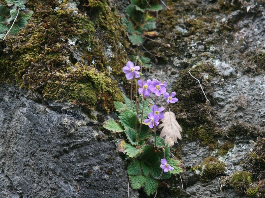 La précieuse ramondie tout près de chez nous