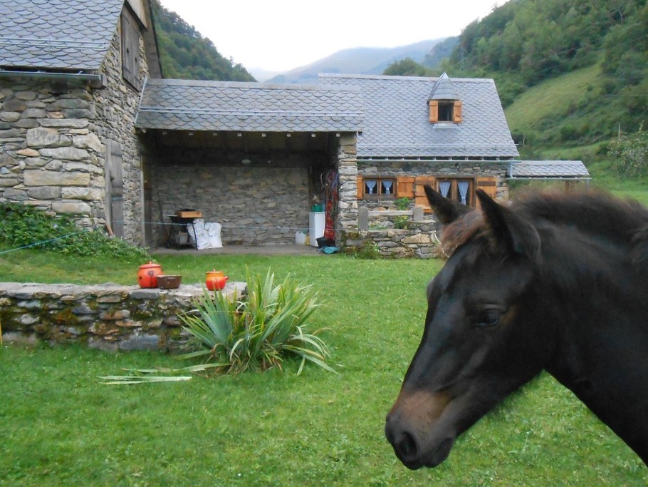 Pouliche agrémente le domaine