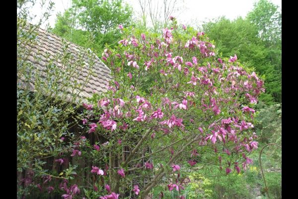 printemps