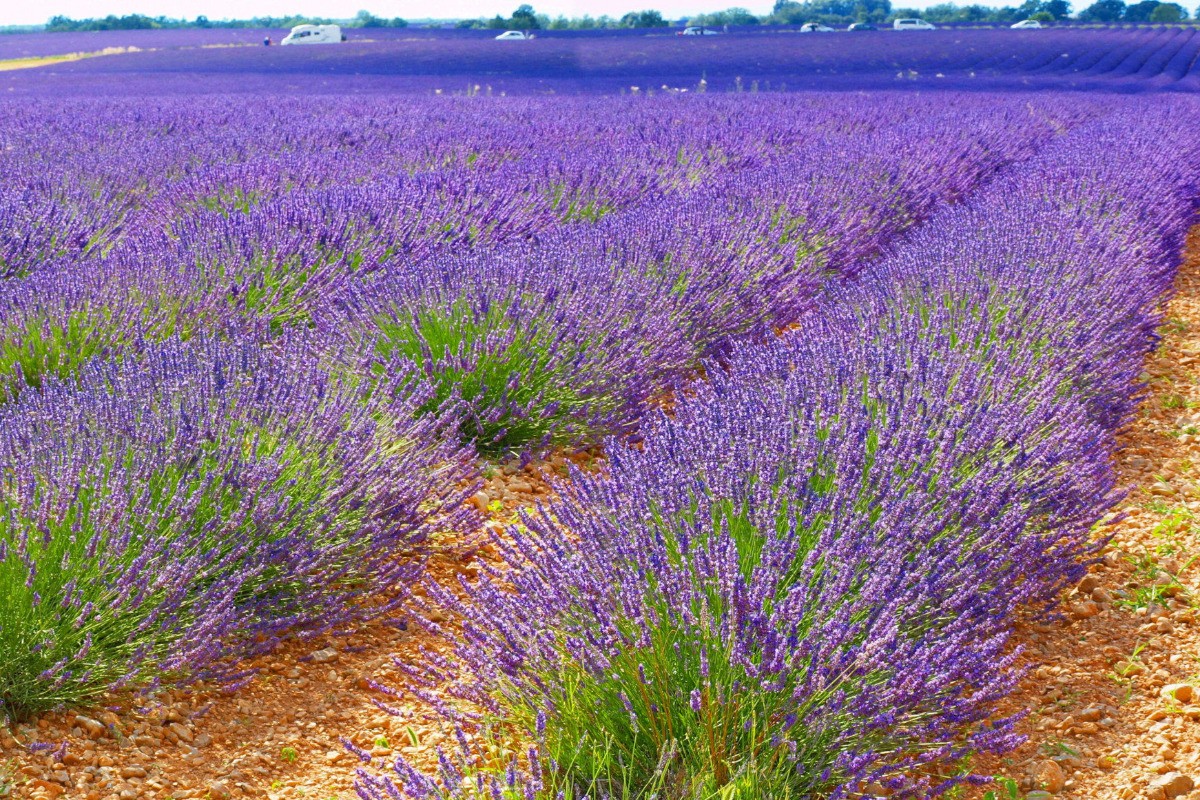 Lavande sur le plateau de Valensole _ floraison de mi-juin à mi-juillet