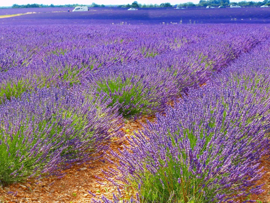 Lavande sur le plateau de Valensole _ floraison de mi-juin à mi-juillet
