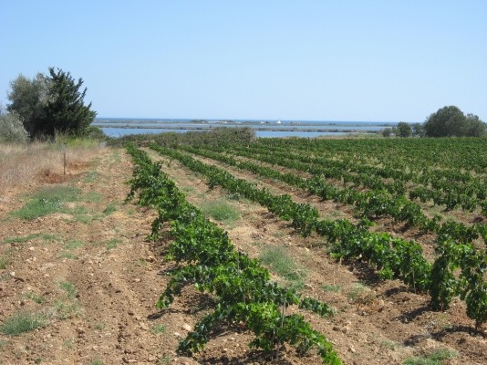 terroir viticole
