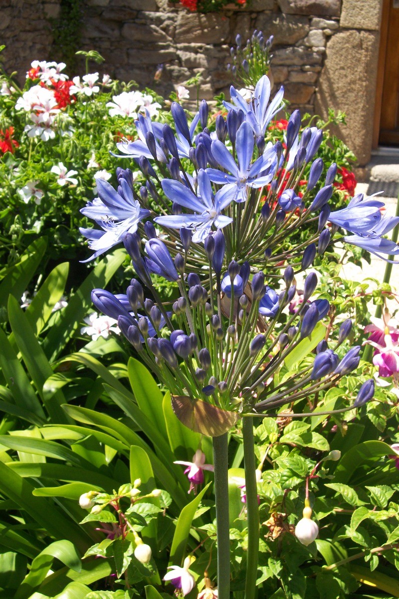 les 
agapanthes