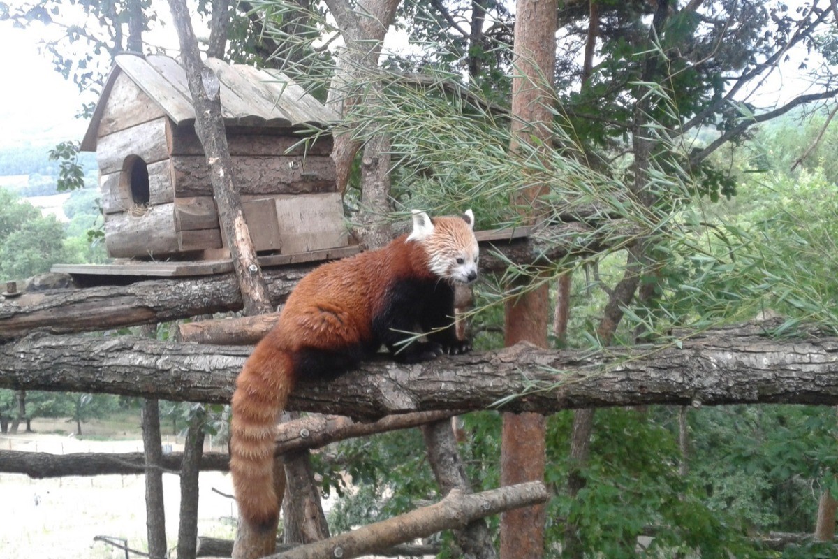 Panda roux du Parc Animalier d'Auvergne