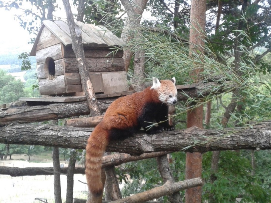 Panda roux du Parc Animalier d'Auvergne