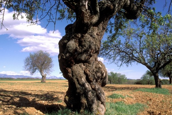 plateau de Valensole