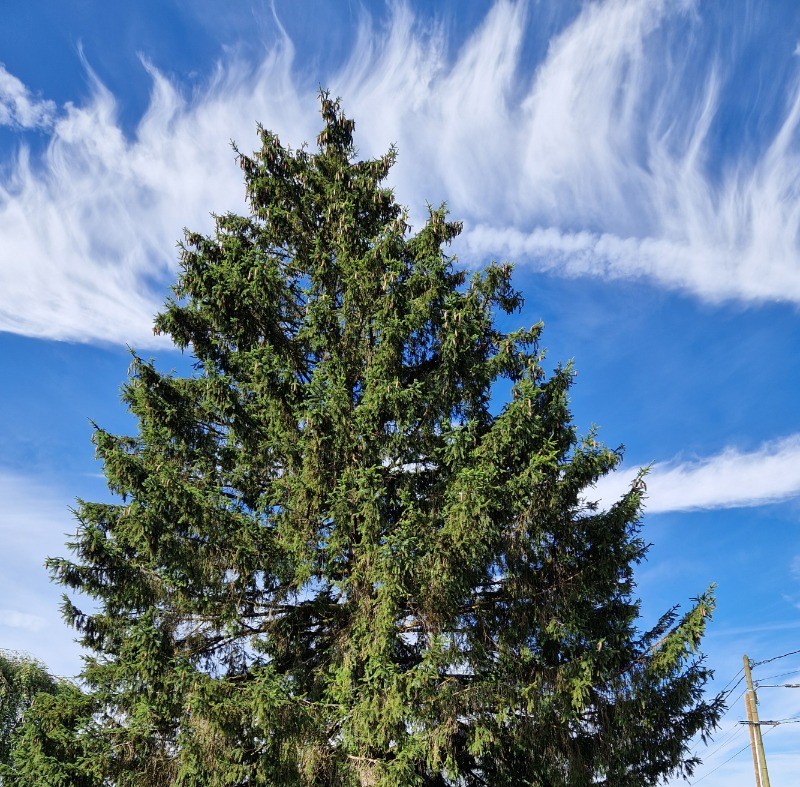 Terrain clos - Gîte Vosgien Chez Capucine et Mirabelle à BELLEFONTAINE 88