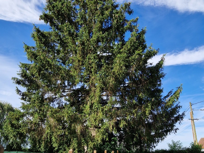 Terrain clos - Gîte Vosgien Chez Capucine et Mirabelle à BELLEFONTAINE 88