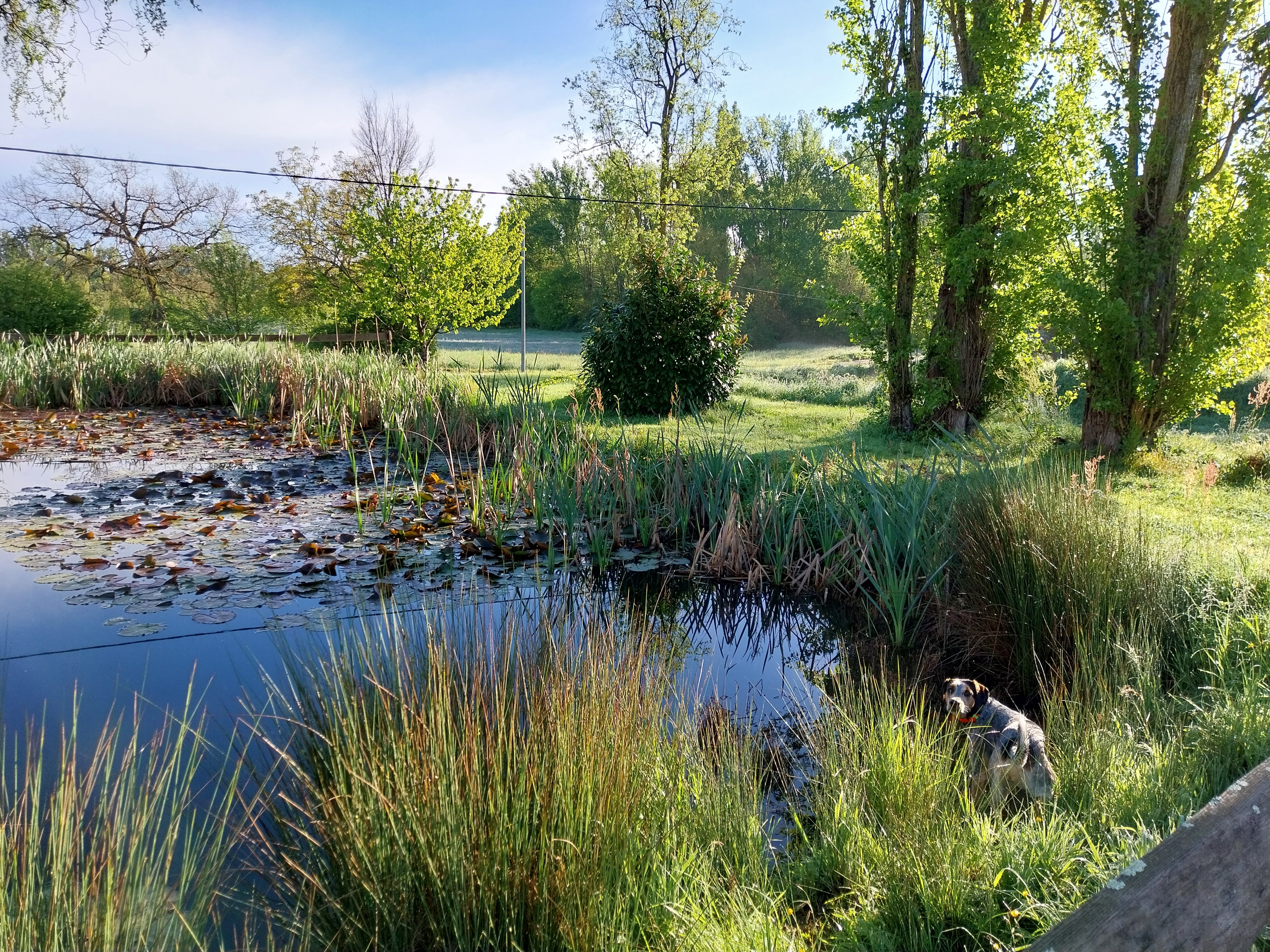 La mare au printemps