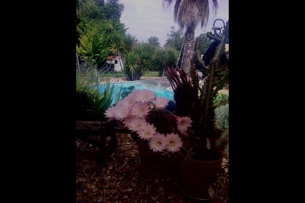 ©bouchard_ nos fleurs de cactus