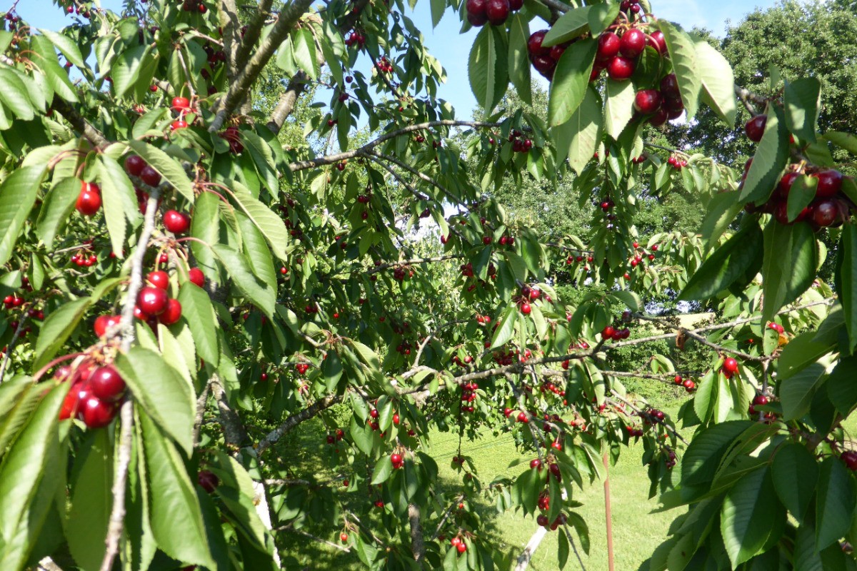 Fin Mai Récolte  des Cerises