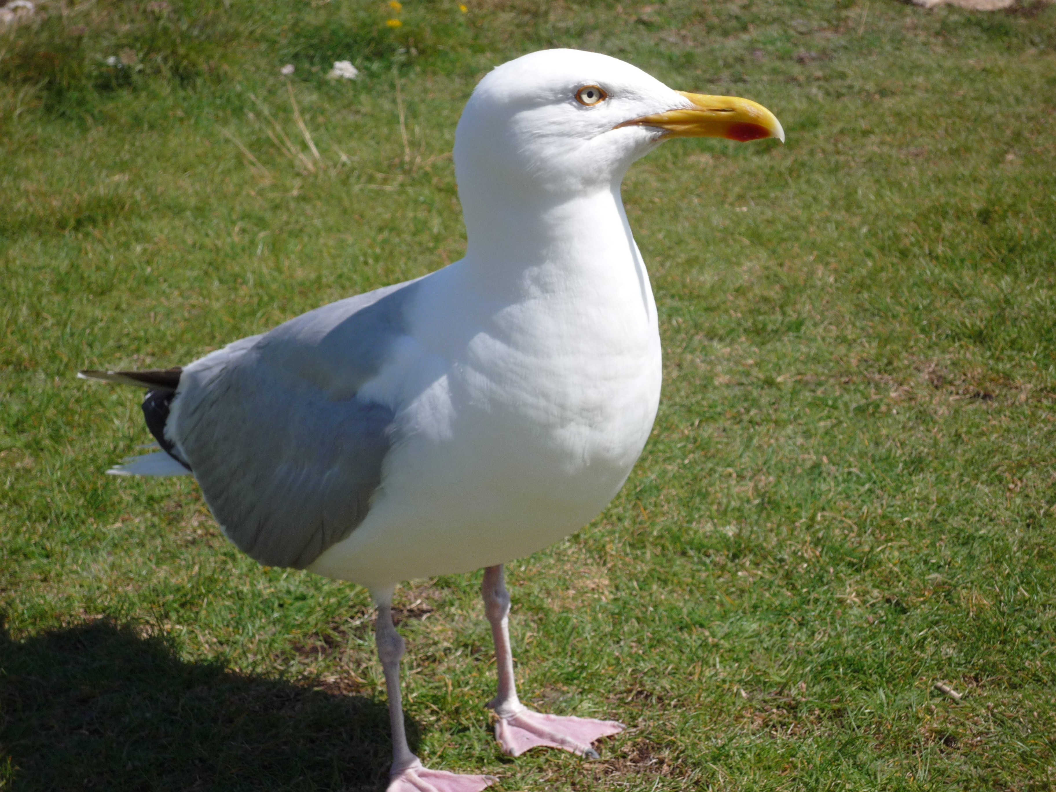 Goéland