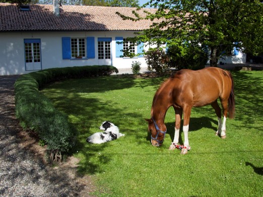 Vigo, Apache et Aglaé vous accueillent