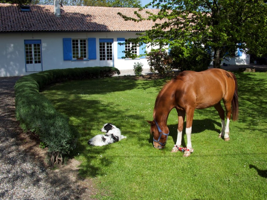 Vigo, Apache et Aglaé vous accueillent