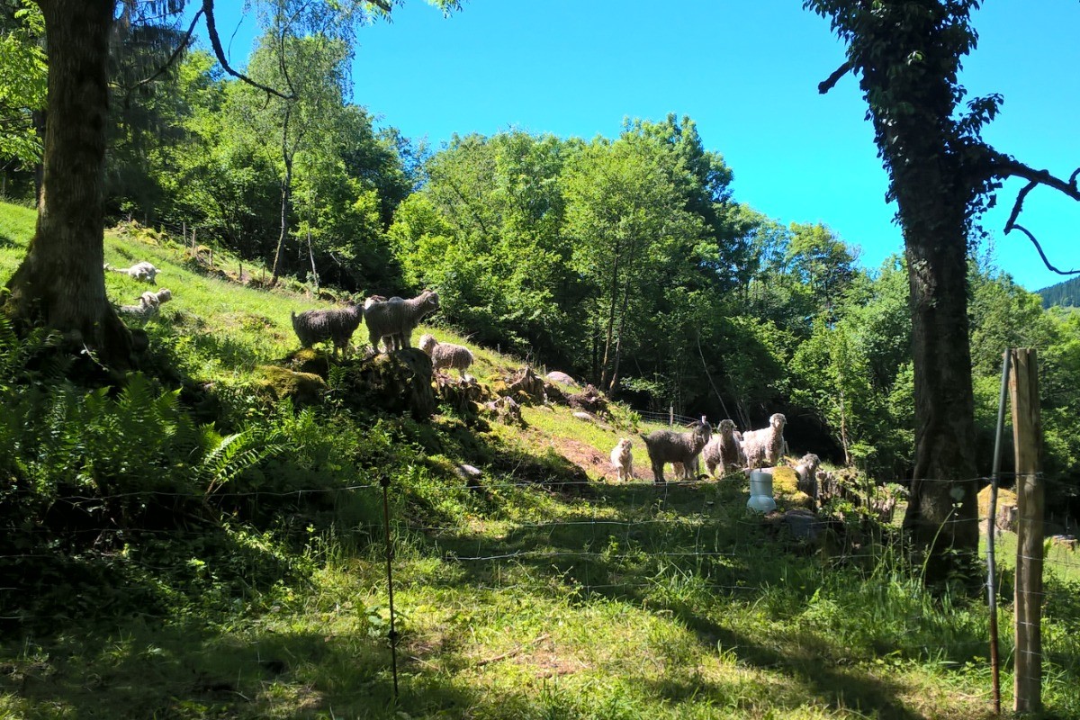 Domaine - Chambre Bluet à la ferme sous les Hiez à Cornimont