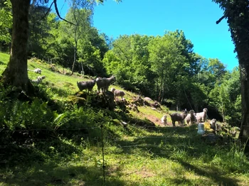 Domaine - Chambre Bluet à la ferme sous les Hiez à Cornimont