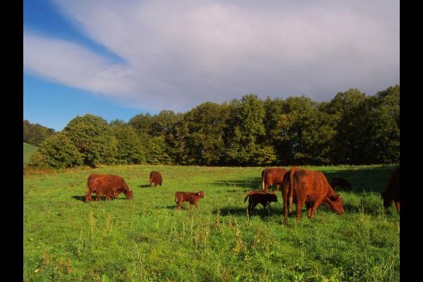 troupeau de vaches et veaux de race salers