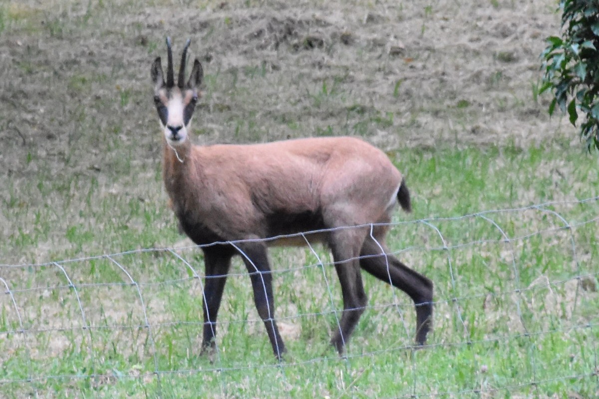 Chamois dans les vallons derrière le gite...