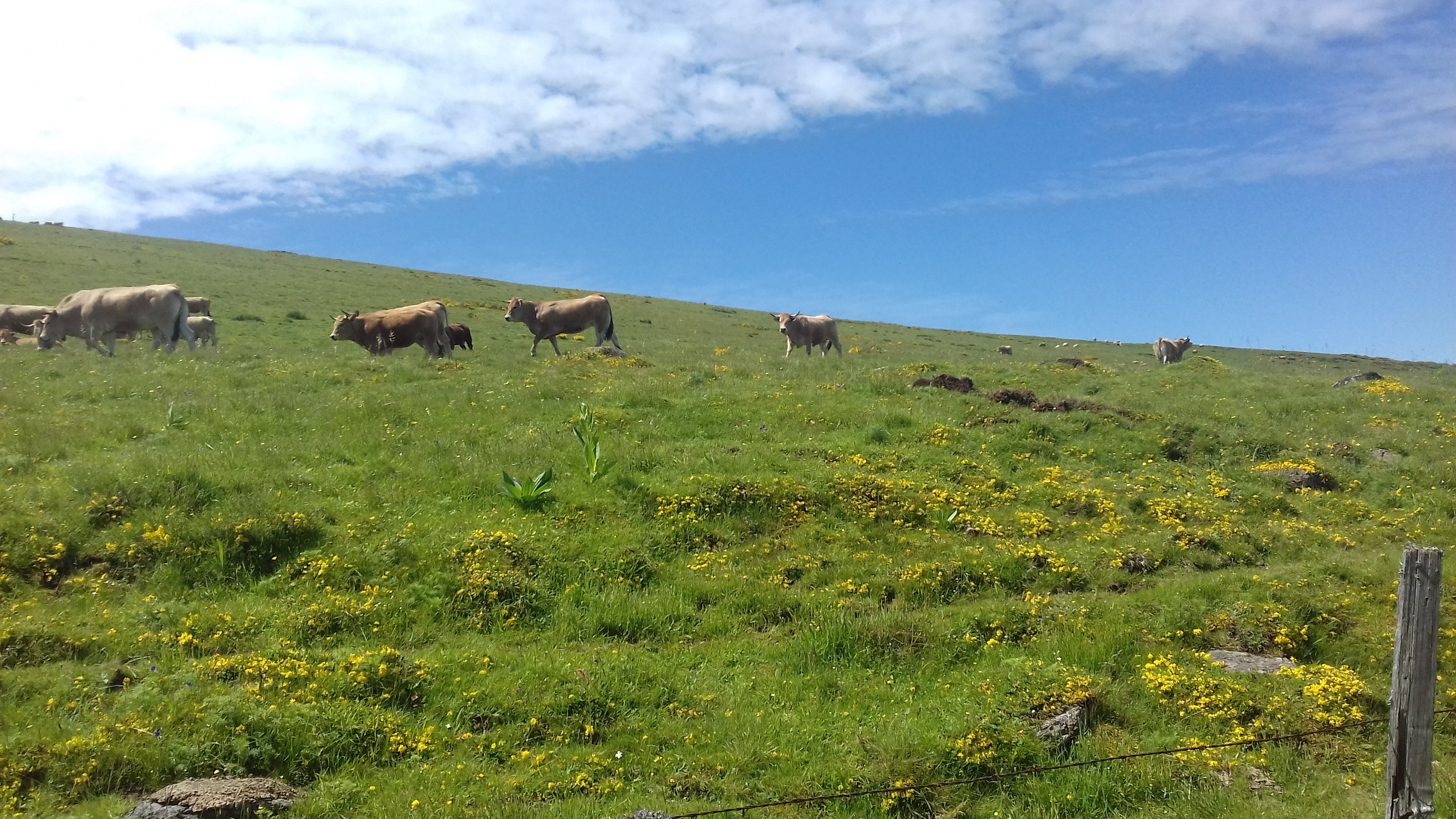 Les troupeaux sur l'Aubrac