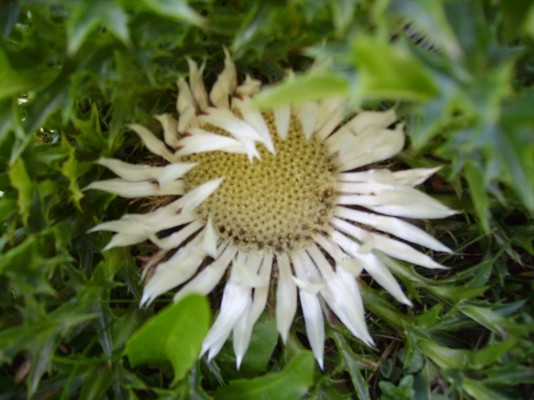 la fleur carline