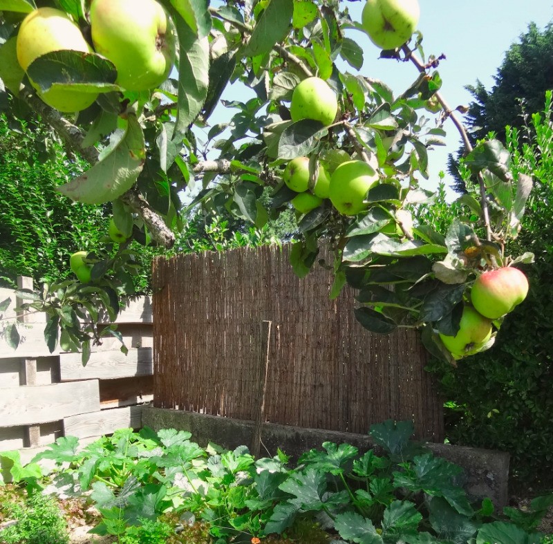 Jacob, Clévacances, location, Plouha, le petit potager