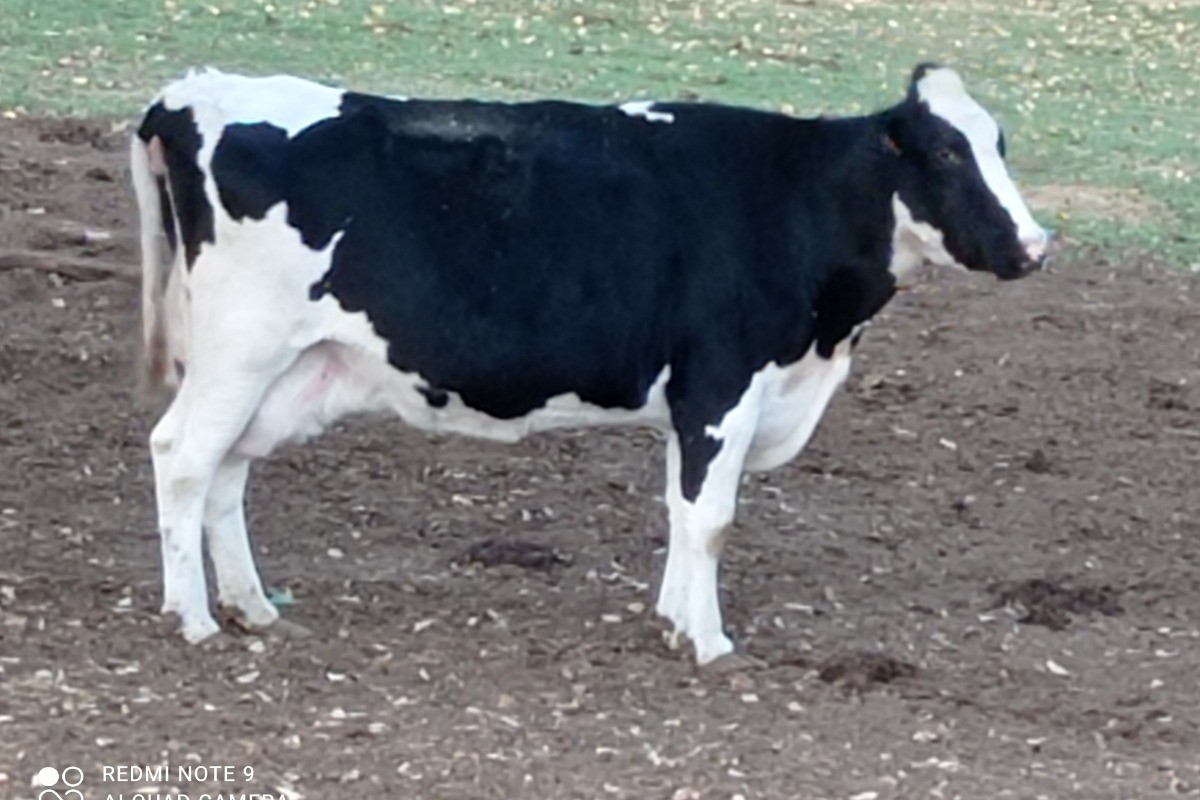 Clevacances - Gîte Chez Franssou Graulhet dans le Tarn en Occitanie - vache Prim'Holstein ...