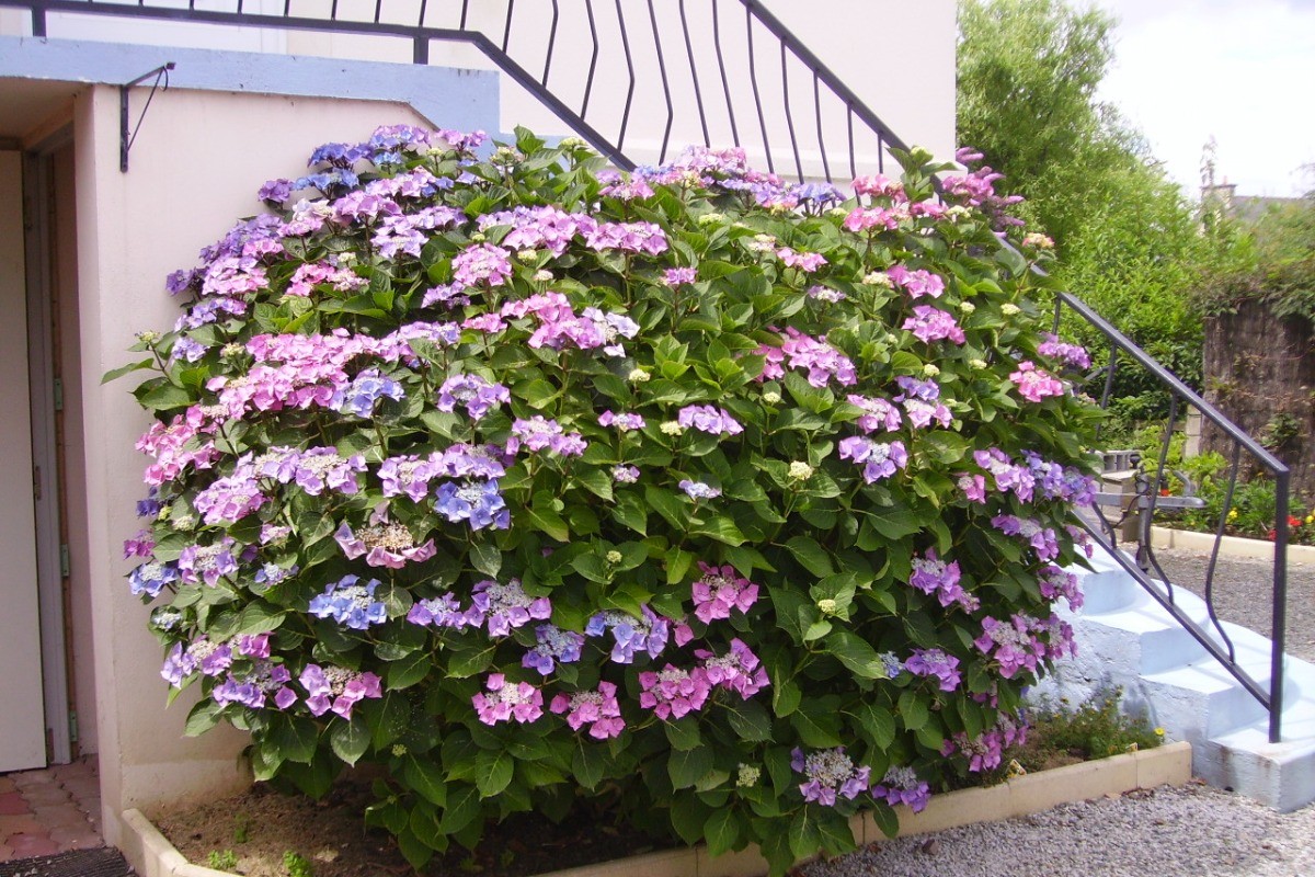 Location, Clévacances, Ploubalay, Beaussais sur Mer, fleur