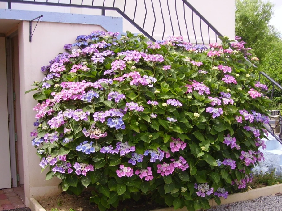 Location, Clévacances, Ploubalay, Beaussais sur Mer, fleur